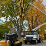 Choosing the Best Tree Service Near You in Grand Rapids, MI