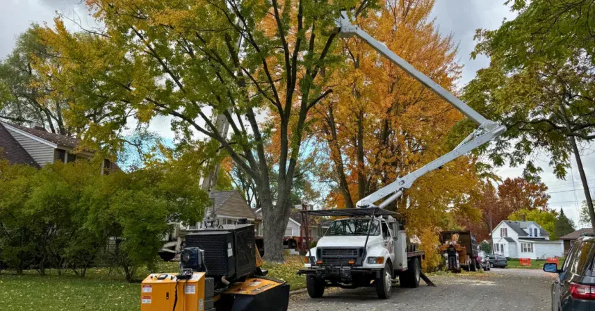 Choosing the Best Tree Service Near You in Grand Rapids, MI