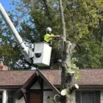 Tree Removal