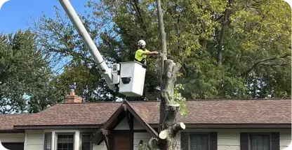 Tree Removal