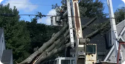 24/7 Emergency Tree Service