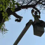 Tree Trimming and Pruning