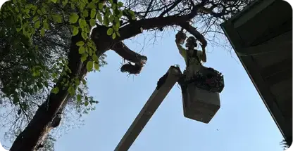 Tree Trimming and Pruning