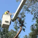 Shrub Removal and Trimming