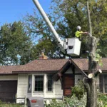 How to Tell if a Tree Is Dangerous on Your Grand Rapids, MI Property