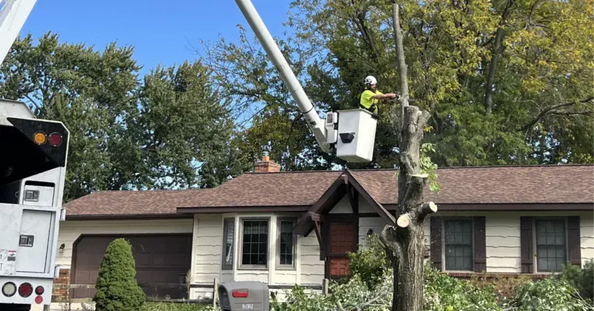 How to Tell if a Tree Is Dangerous on Your Grand Rapids, MI Property