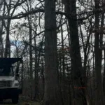 Signs Your Tree Needs Immediate Removal in Grand Rapids, MI