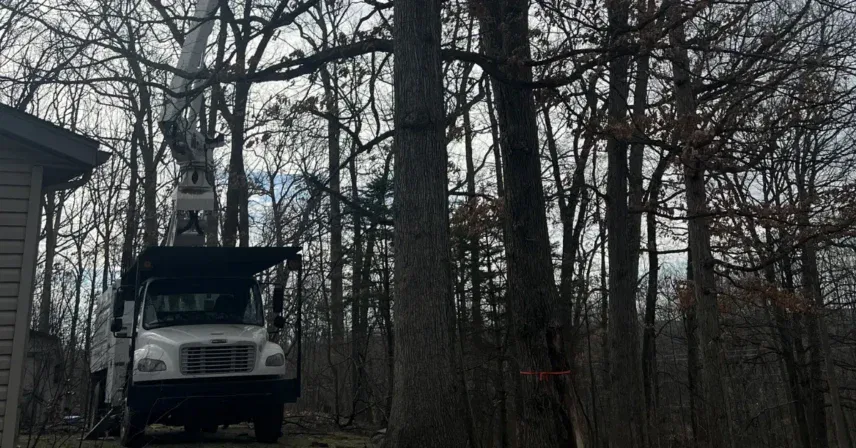 Signs Your Tree Needs Immediate Removal in Grand Rapids, MI