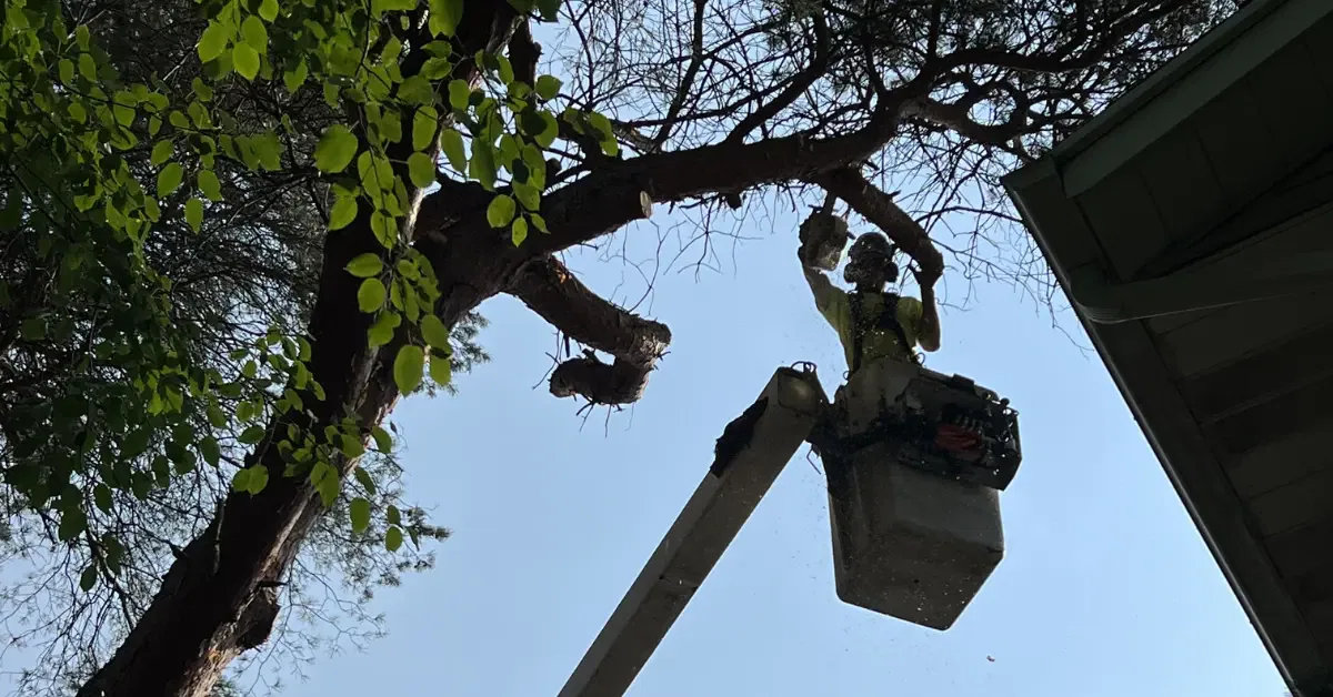 Tree Pruning and Trimming in Grand Rapids, MI & West Michigan