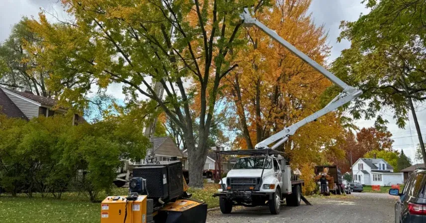 Choosing the Best Tree Service Near You in Grand Rapids, MI