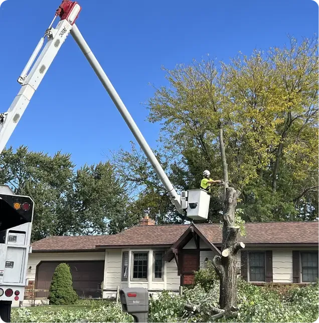 How We Protect and Respect Your Property During Tree Service