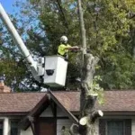 Tree Removal
