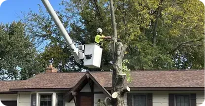 Tree Removal