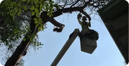 Tree Trimming and Pruning