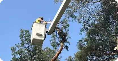 Shrub Removal and Trimming
