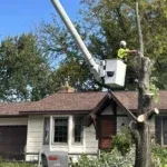 How to Tell if a Tree Is Dangerous on Your Grand Rapids, MI Property