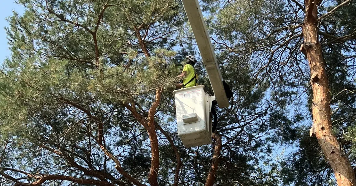 Shrub Removal and Trimming in Grand Rapids, MI