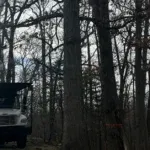 Signs Your Tree Needs Immediate Removal in Grand Rapids, MI