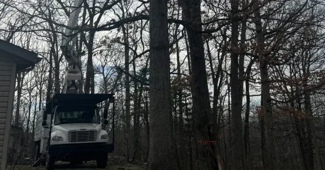 Signs Your Tree Needs Immediate Removal in Grand Rapids, MI