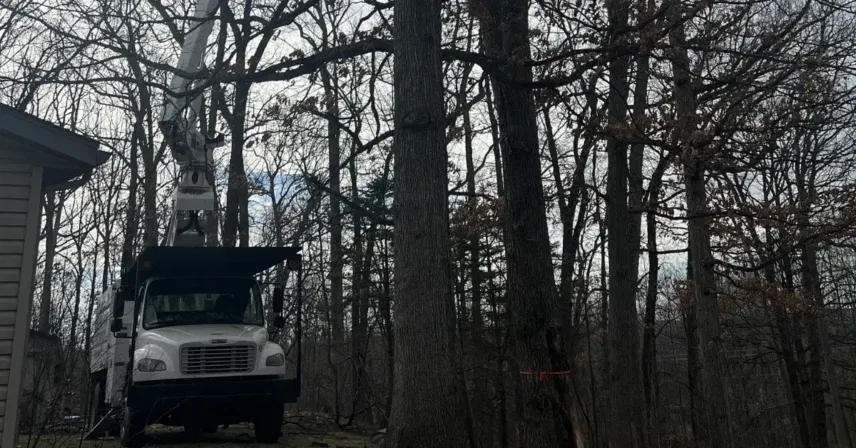 Signs Your Tree Needs Immediate Removal in Grand Rapids, MI