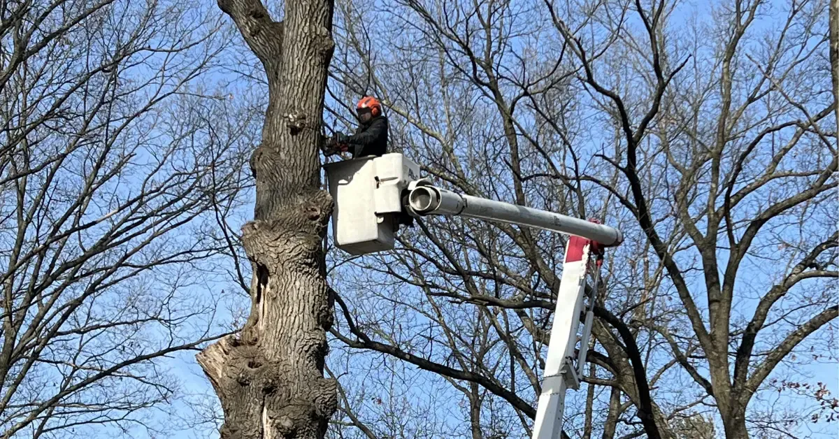 Tree Removal in Grand Rapids, MI