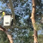 When Is the Best Time to Trim Trees in West Michigan