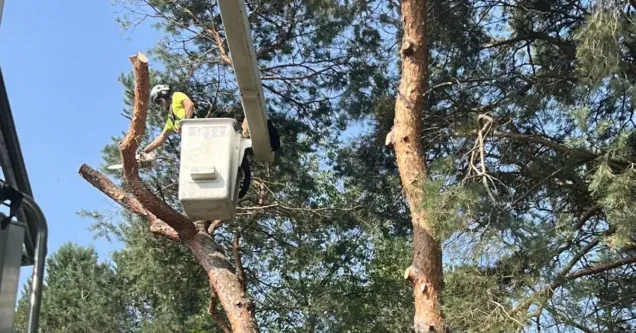 When Is the Best Time to Trim Trees in West Michigan?