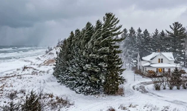 Wind-Proofing Your West Michigan Landscape: Best Strategies for High-Gale Areas