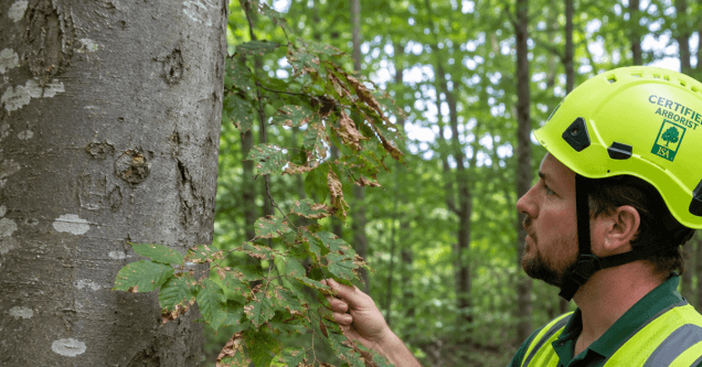 Beech Leaf Disease Has Arrived in Michigan: What West Michigan Property Owners Need to Know