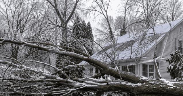 Fallen Tree Removal in Holland, MI: Here Is Everything You Need to Know