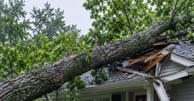 Tree on Your Roof? 3 Steps to Take Immediately in Grand Rapids