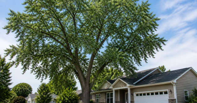 Fast-Growing Trees in Grand Rapids, MI: Pros and Hidden Risks