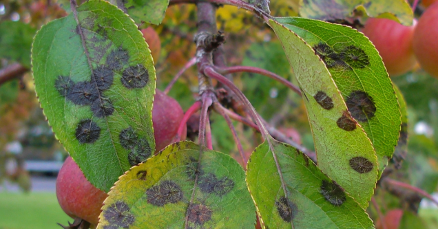 Oak Wilt and Apple Scab: How to Identify and Treat Common Grand Rapids Tree Illnesses