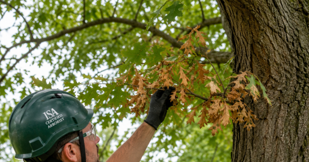 Oak Wilt Is Spreading in Kent County: What Grand Rapids Homeowners Must Do Before June Pruning