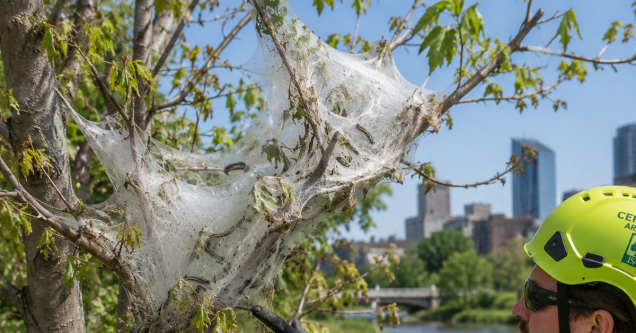 Tent Caterpillars and Fall Webworm in Grand Rapids: Which Trees They Target and When to Act