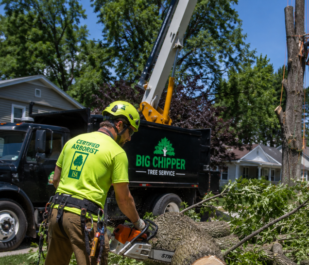 Why Ash Tree Removal in West Michigan Should Happen Before EAB Makes the Wood Dangerous to Work