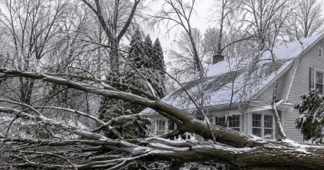 Fallen Tree Removal in Holland, MI: Here Is Everything You Need to Know