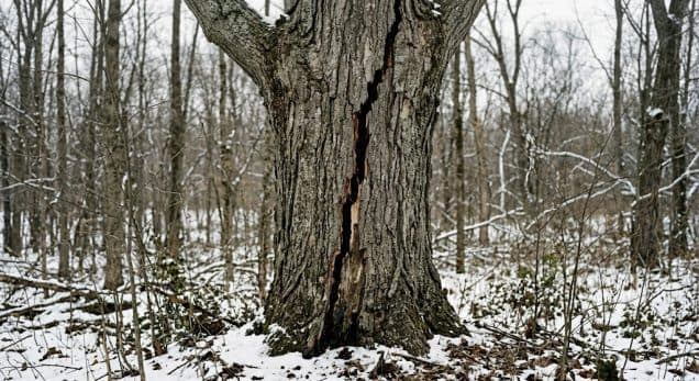 How Aging Trees Become More Dangerous After Michigan Winters