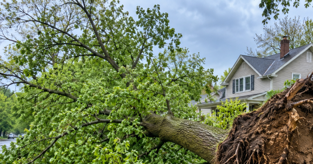 Why Spring Weather Can Make Trees More Likely to Fall