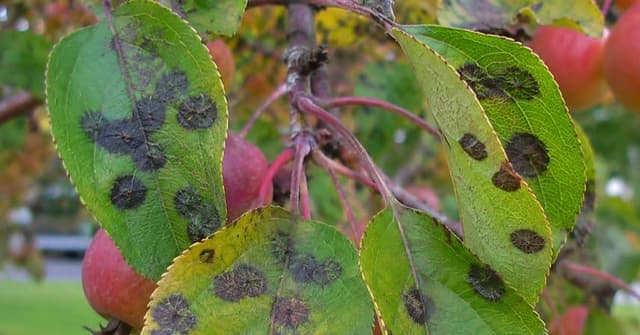 Crabapple leaves with apple scab fungal spots in West Michigan