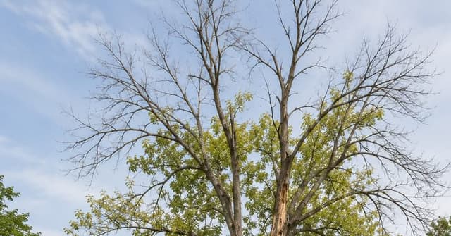 Diseased ash tree showing emerald ash borer damage in Grand Rapids