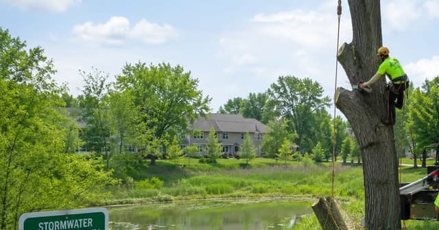 Professional tree removal near a stormwater retention pond in Grand Rapids, Michigan, following local stormwater regulations.
