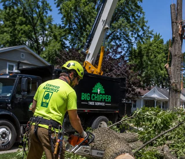 Certified arborist removing an Emerald Ash Borer-damaged ash tree in West Michigan before brittle wood creates a safety hazard.