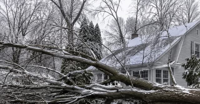 A large fallen tree across a yard and driveway in Holland, Michigan, after a lake-effect storm.