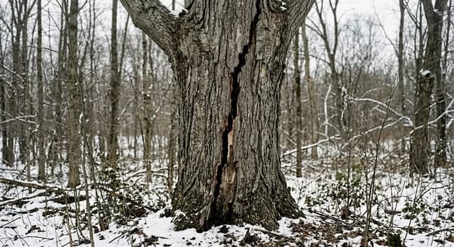 Frost crack running down the trunk of an aging maple tree after a Michigan winter