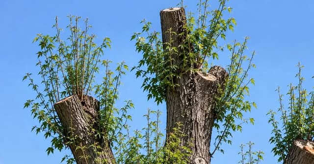 Topped tree with large stub cuts and clusters of weak water sprouts