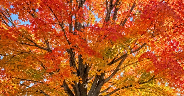 Mature sugar maple with fall foliage in a Grand Rapids, MI yard