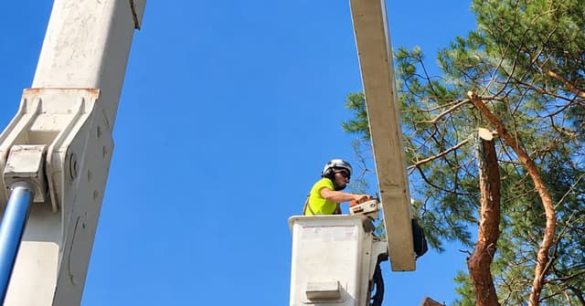 Big Chipper Tree Service crew performing professional tree removal in Holland, MI