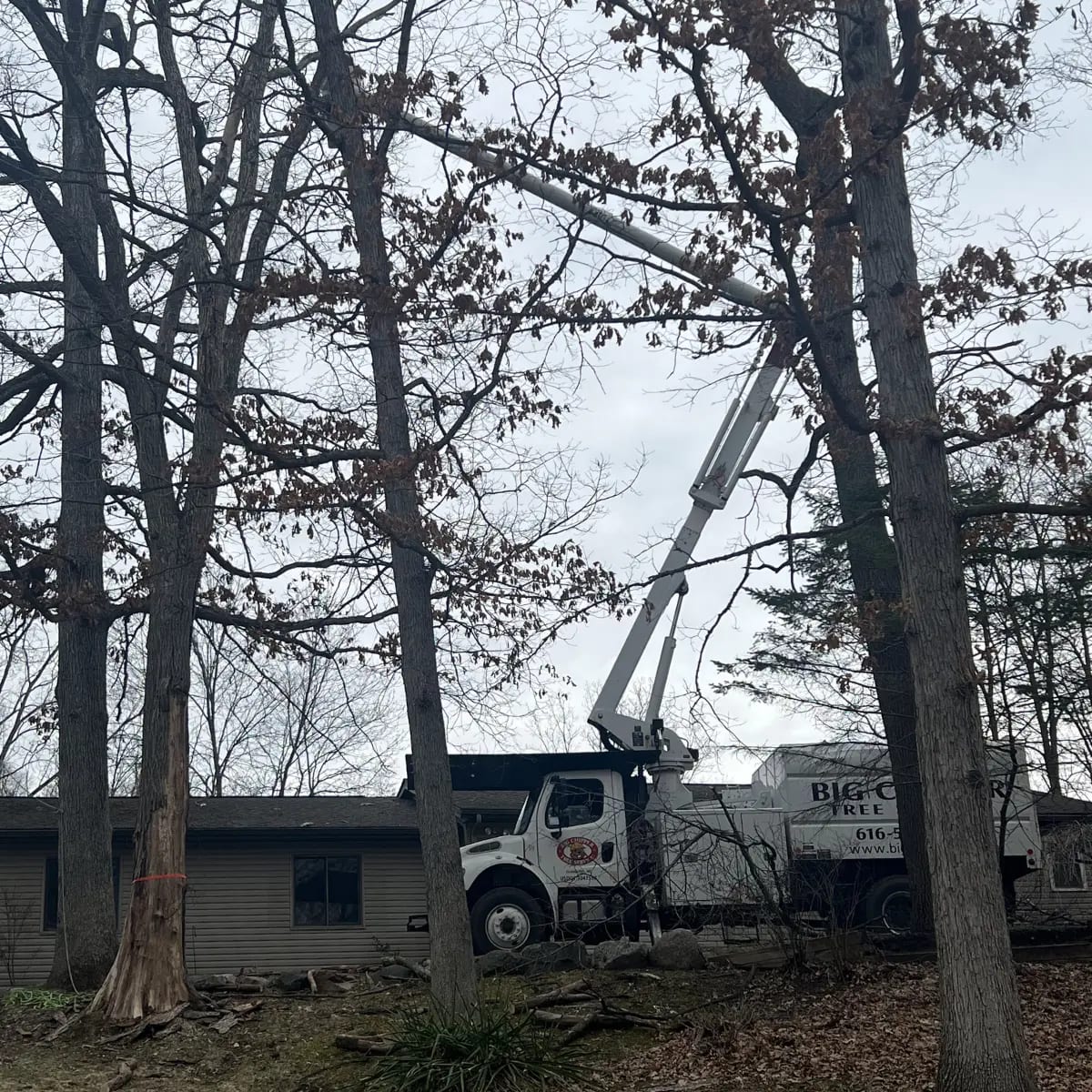 tree service in zeeland mi