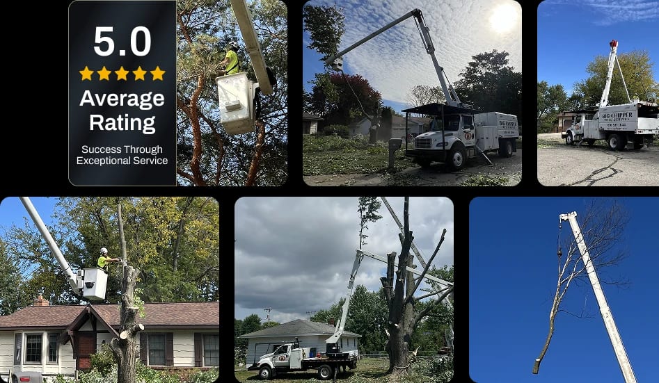 About Big Chipper Tree Service in Grand Rapids MI